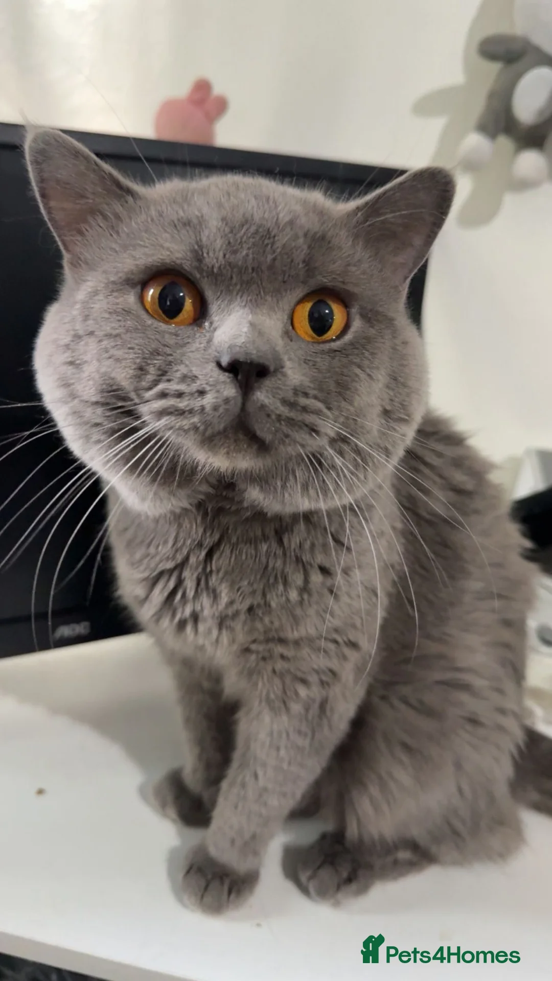 British Shorthair cats for sale: Beautiful Full British Shorthair Kittens🐱 in London - Advert 7