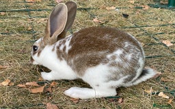 Rex rabbits for sale: Friendly velvety rex rabbits for sale - Image 30