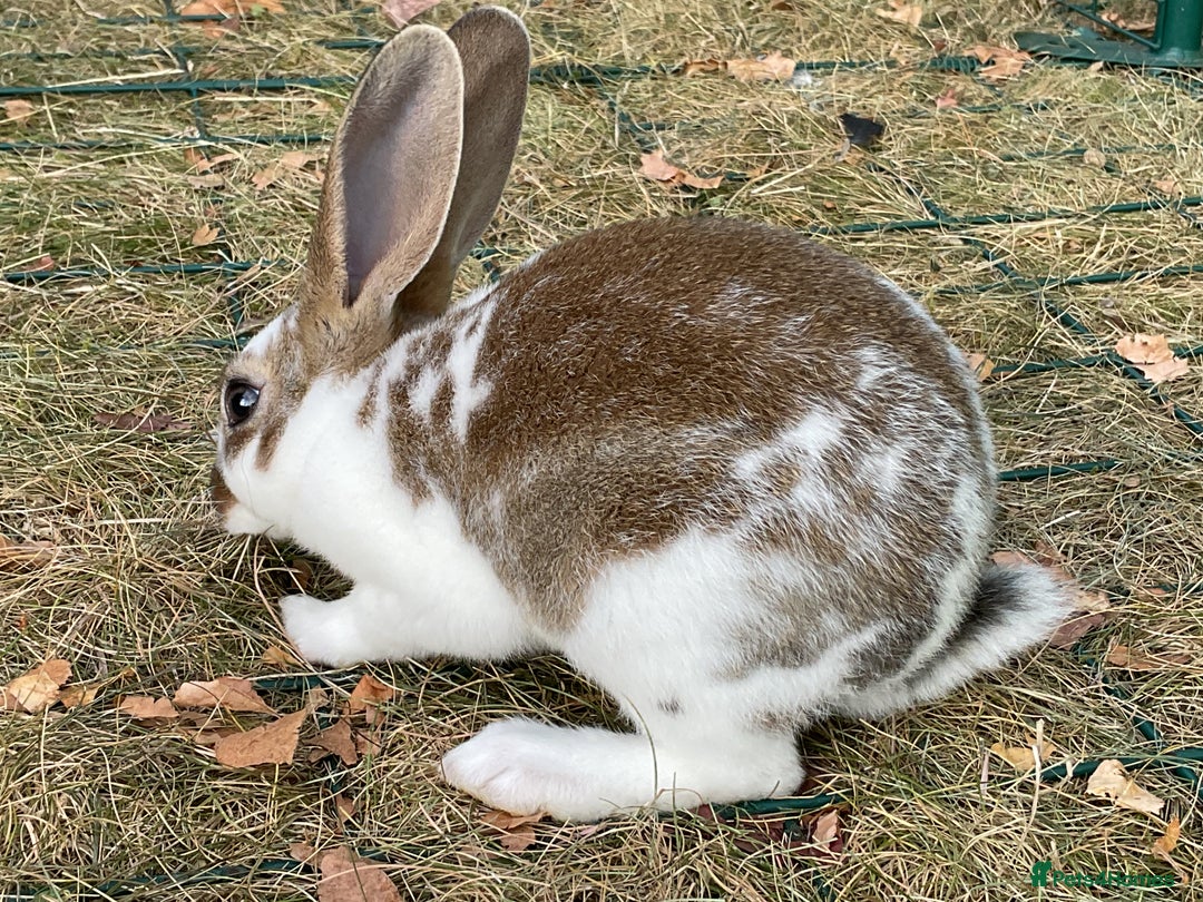 Rex rabbits for sale: Friendly velvety rex rabbits for sale - Image 30