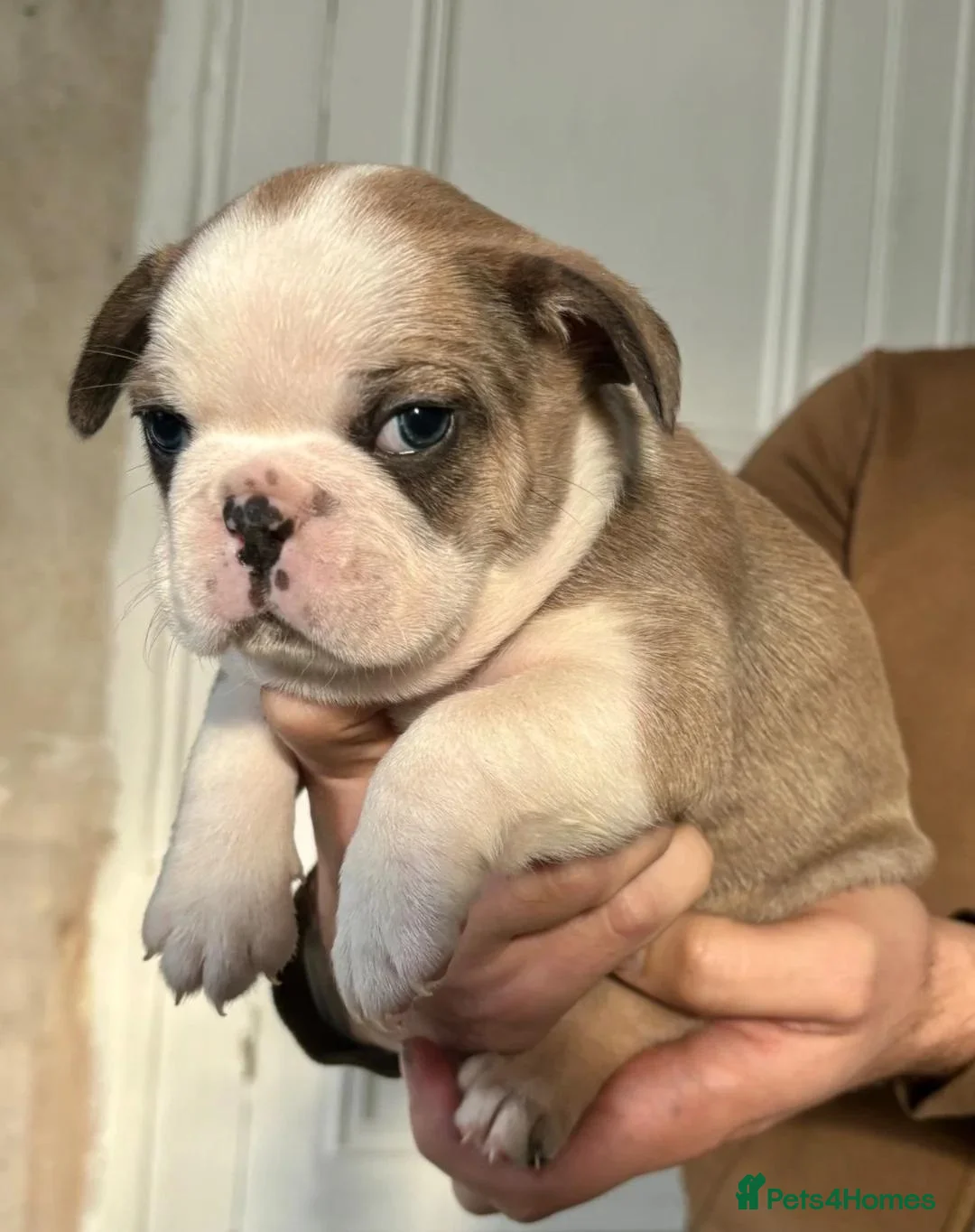 French Bulldog dogs for sale: Adorable Frenchies Looking For New Homes - Advert 2