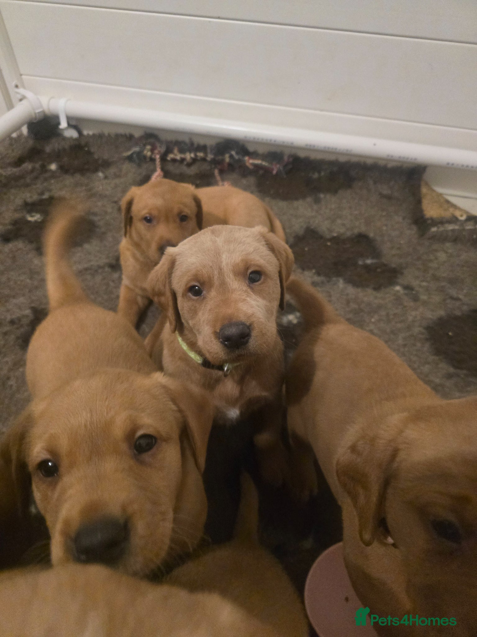 Labrador Retriever dogs Fox red KC Reg health tested boys available - Advert 2
