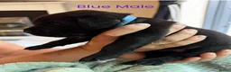 Labrador Retriever dogs for sale: Beautiful Black Labrador Puppies – KC Registered - Advert 15