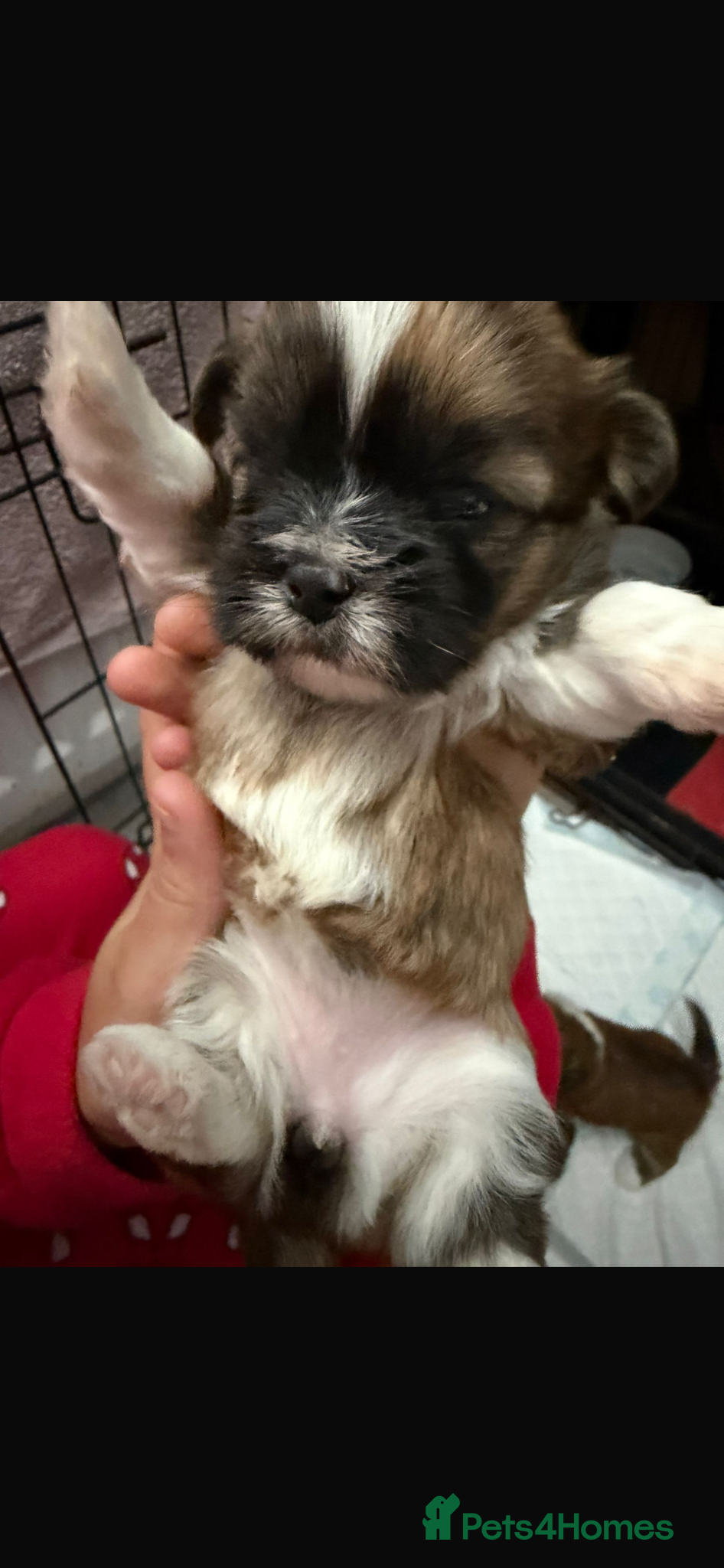 Lhasa Apso dogs Adorable Lhasa apso puppies - Advert 7