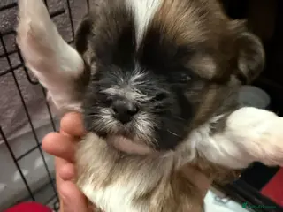 Lhasa Apso dogs Adorable Lhasa apso puppies - Advert 6