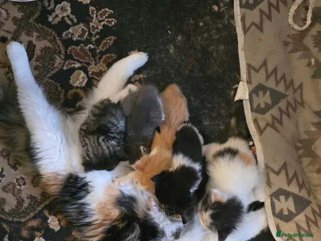 Mixed Breed cats for sale: Maine coon Cross kitten - Advert 9