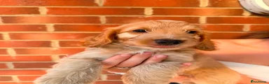 Cockapoo 6