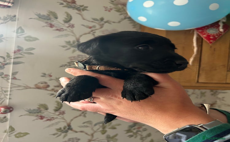 Labrador Retriever dogs - Advert 2