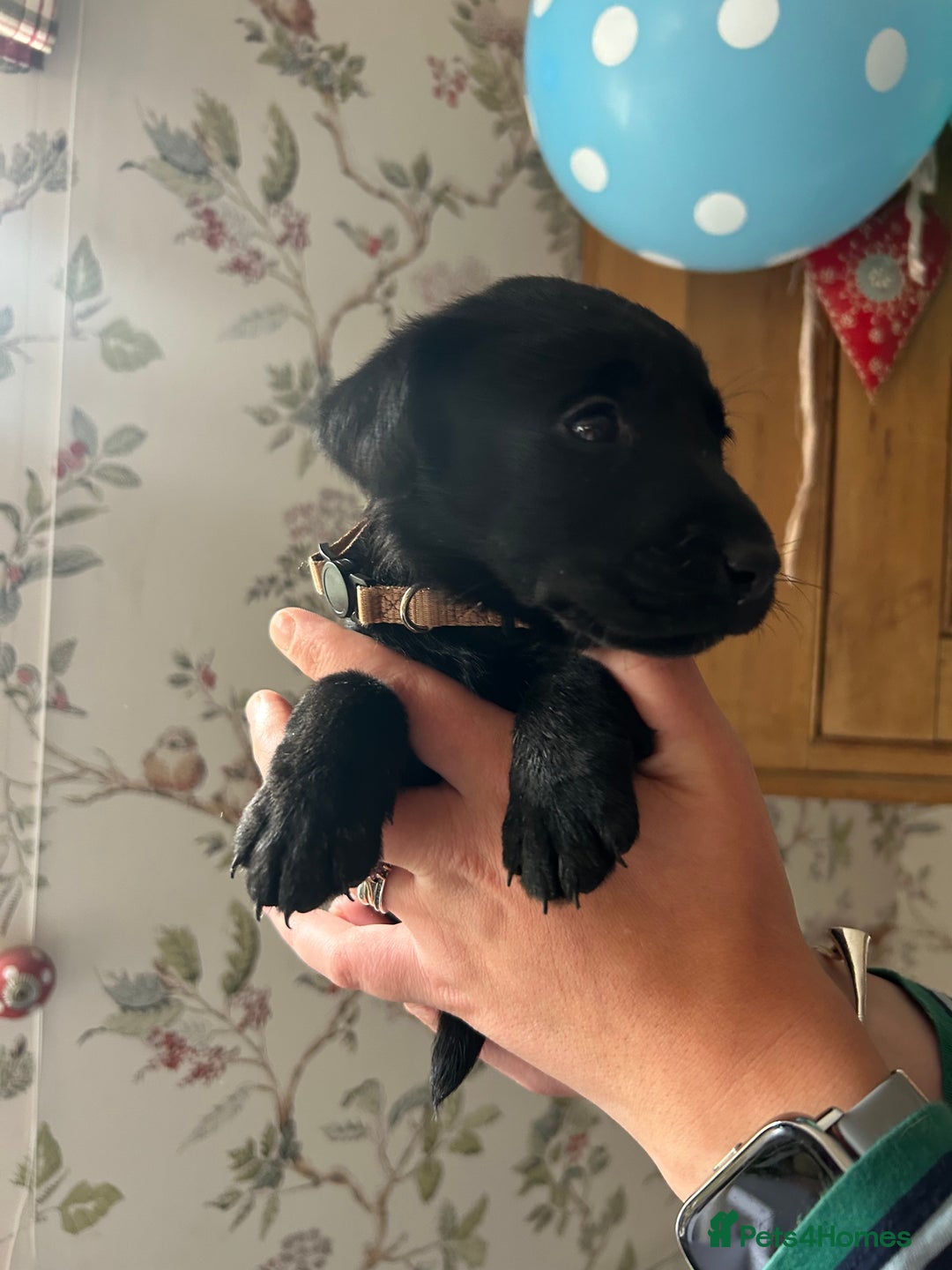 Labrador Retriever dogs for sale: Quality pedigreed Labradors for sale  - Image 1