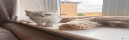 British Longhair cats for sale: British Shorthair/Persian chinchilla kittens  - Advert 16