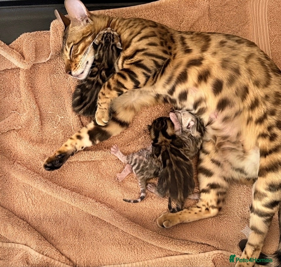 Bengal cats 👑 BENGAL KITTENS FOR SALE 👑 - Advert 13