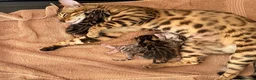 Bengal cats for sale: 👑 BENGAL KITTENS FOR SALE 👑 - Advert 2