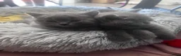 British Shorthair cats for sale: 3 Stunning Pure Breed British Shorthairs in Broadstone - Advert 16