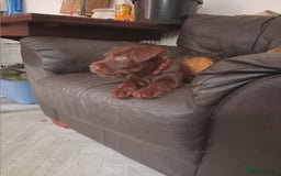 Patterdale Terrier dogs for sale: Patterdale 12weeks - Image 7