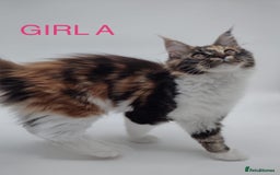 Maine Coon cats for sale: Ready Now - Beautiful Maine Coon Kittens in Nantwich - Image 2