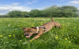 Mixed Breed dogs for sale: Meet Nova - Image 4