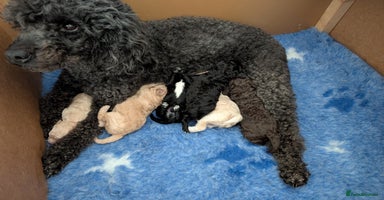 Miniature Poodle dogs - Advert 8