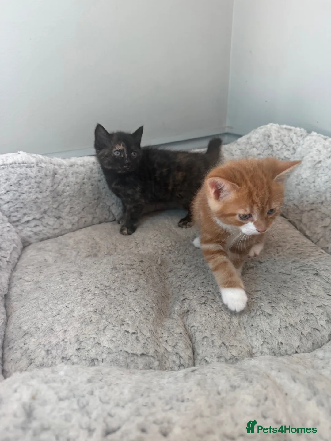 Mixed Breed cats for sale: Stunning female kittens ready soon  in Ilminster - Advert 4