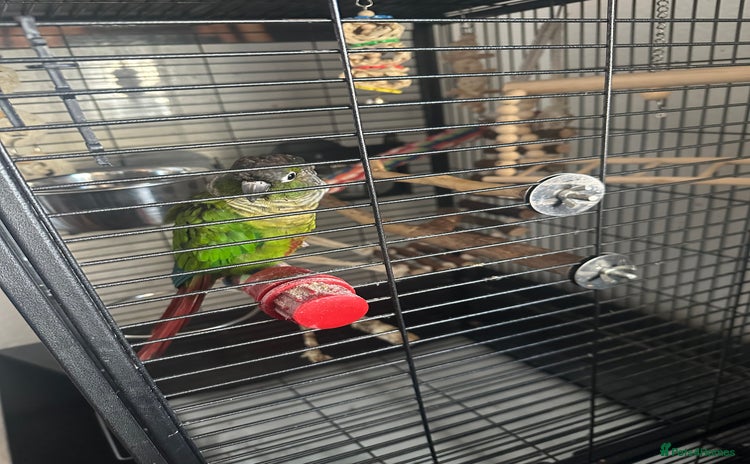 Conures birds - Advert 1