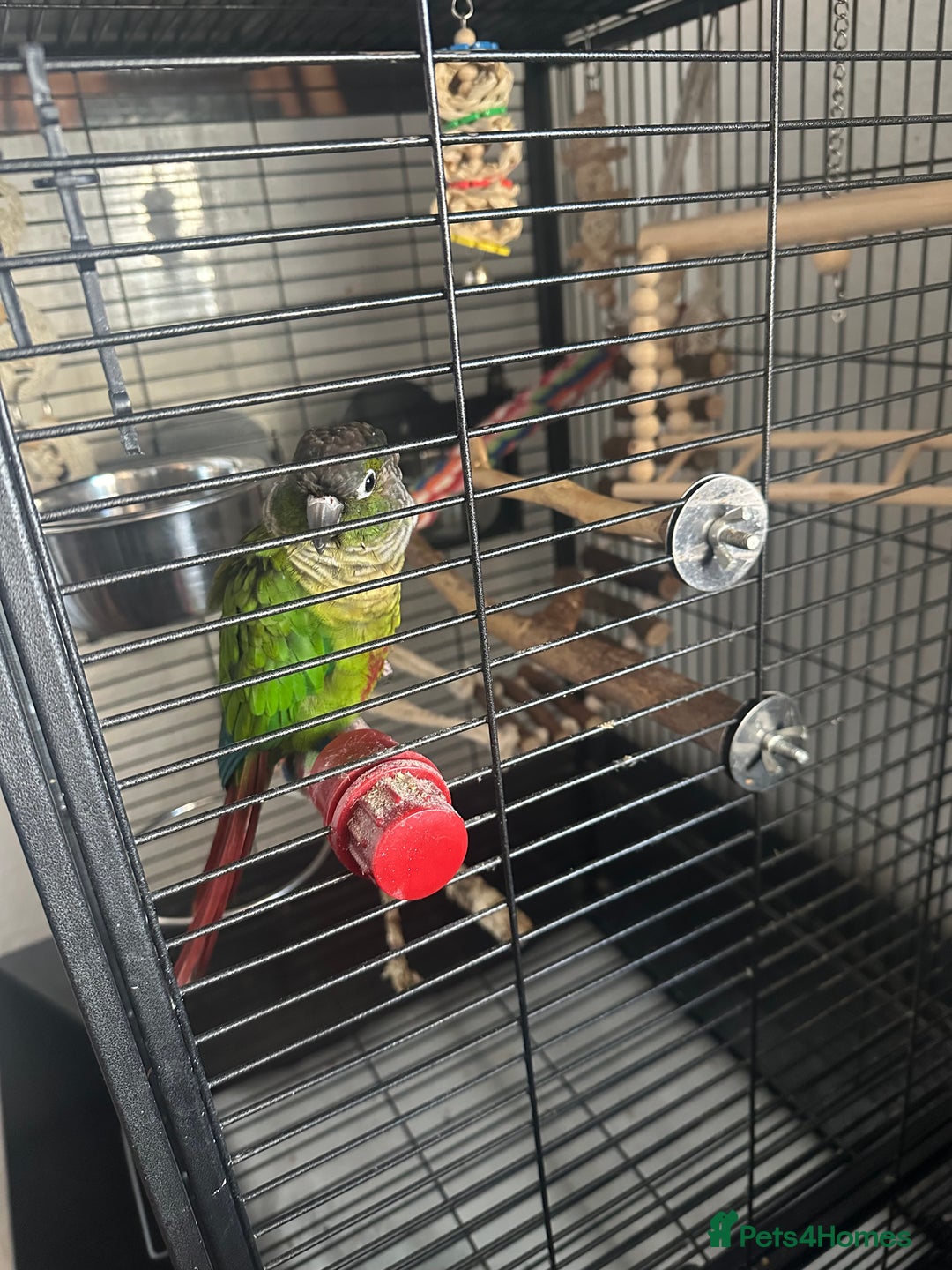 Conures birds for sale: Green Cheek Conure Parrot & Cage - Image 1