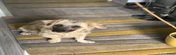 Mixed Breed dogs for adoption: Beautiful Josh looking for love! - Advert 2