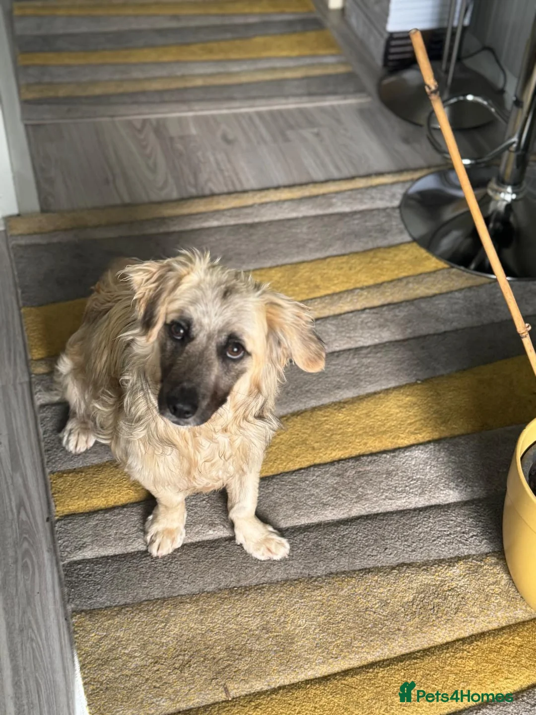 Mixed Breed dogs for adoption: Beautiful Josh looking for love! - Advert 2