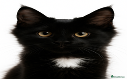 Maine Coon cats for sale: Purr Machines Ready Now - GCCF Reg Maine Coons - Image 26