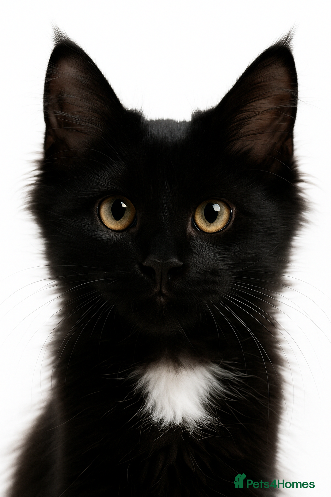 Maine Coon cats for sale: Purr Machines Ready Now - GCCF Reg Maine Coons - Image 26