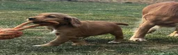 Cocker Spaniel dogs for sale: GORGEOUS GOLDEN HEALTH TESTED COCKER PUPPIES - Advert 7