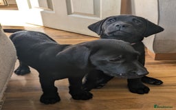 Labrador Retriever dogs for sale: Last black lab bitches available  - Image 17