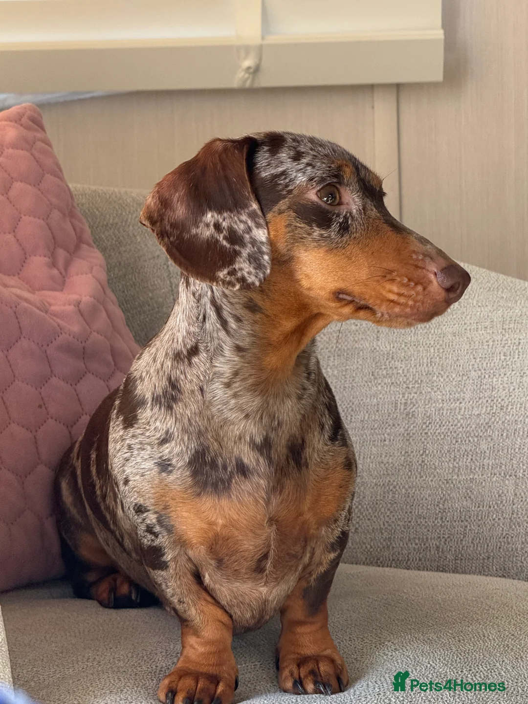 Miniature Dachshund dogs for sale: Stunning Mini-Dachshund litter - Advert 20