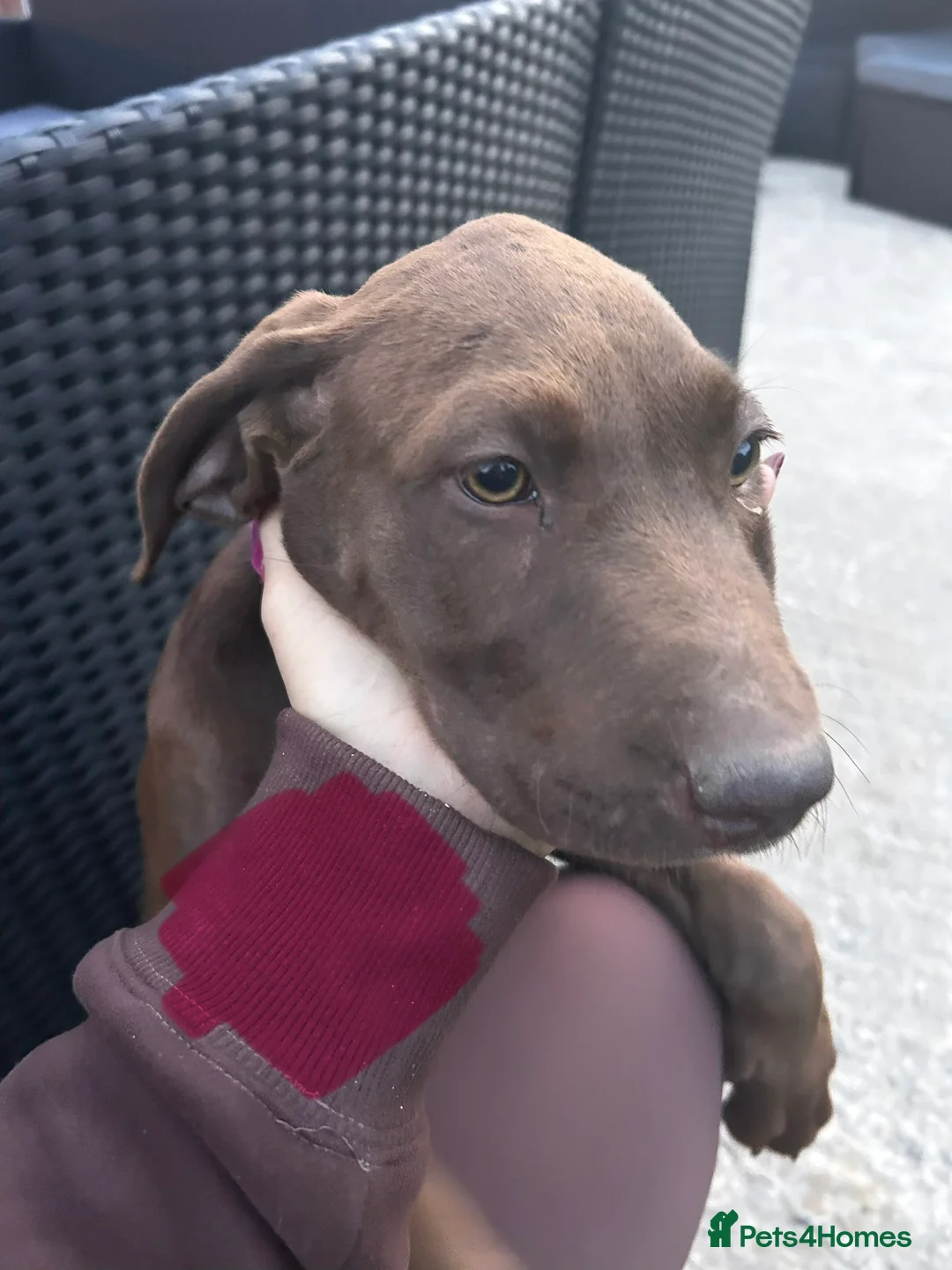 German Shorthaired Pointer dogs for sale: German pointer pups - Advert 2