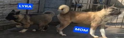 Akita dogs for sale: AMERICAN AKITA FEMALE (LAST ONE) - Advert 12