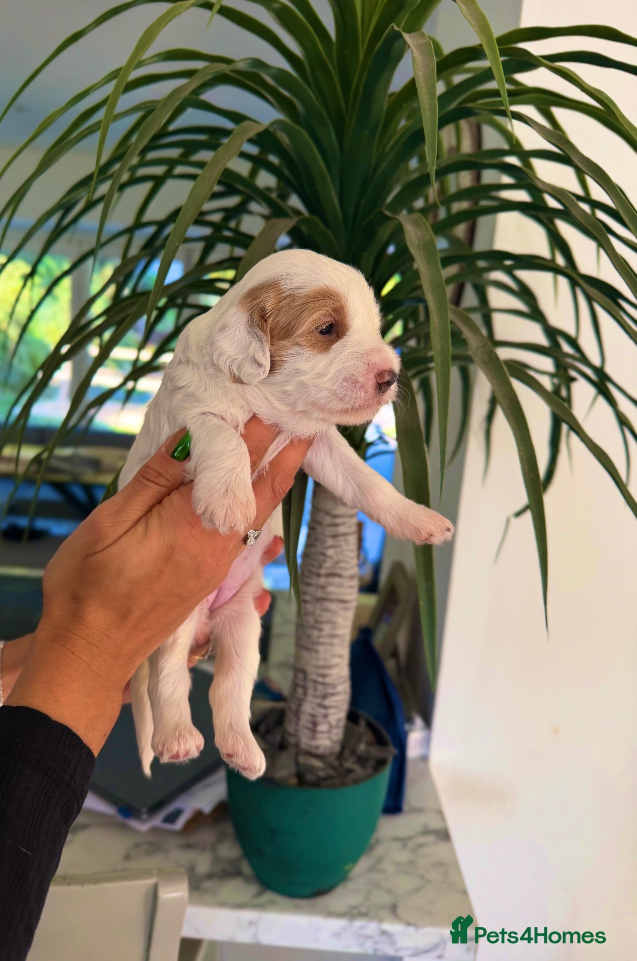 Australian Labradoodle dogs Exceptional Australian Labradoodles One Available - Advert 1