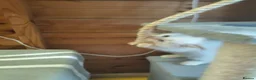Maine Coon cats for sale: Maincoon kittens  - Advert 3