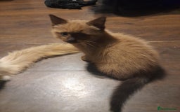 Ragdoll cats for sale: Cute ragdoll looking for a home - Image 2