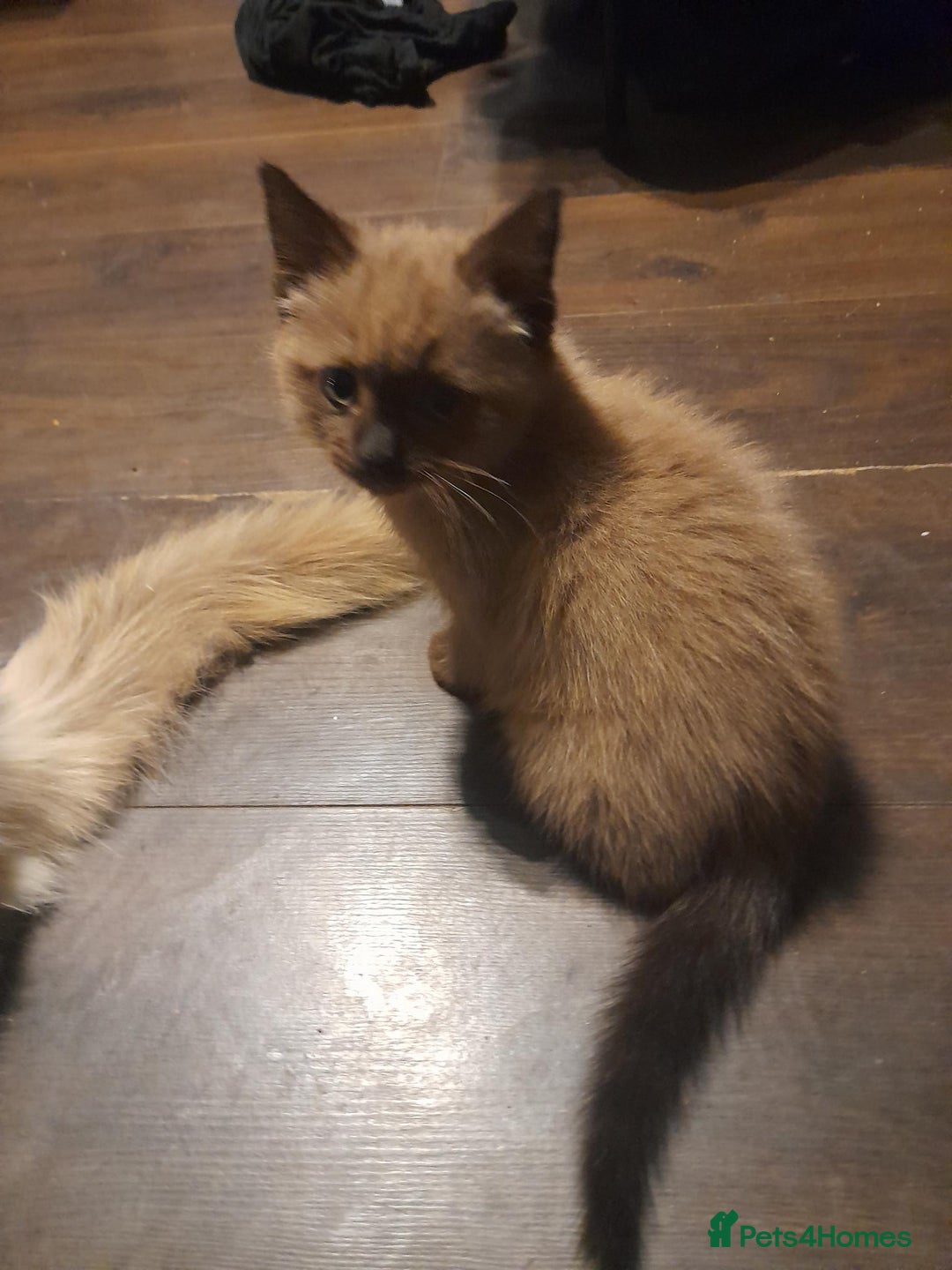 Ragdoll cats for sale: Cute ragdoll looking for a home - Image 2