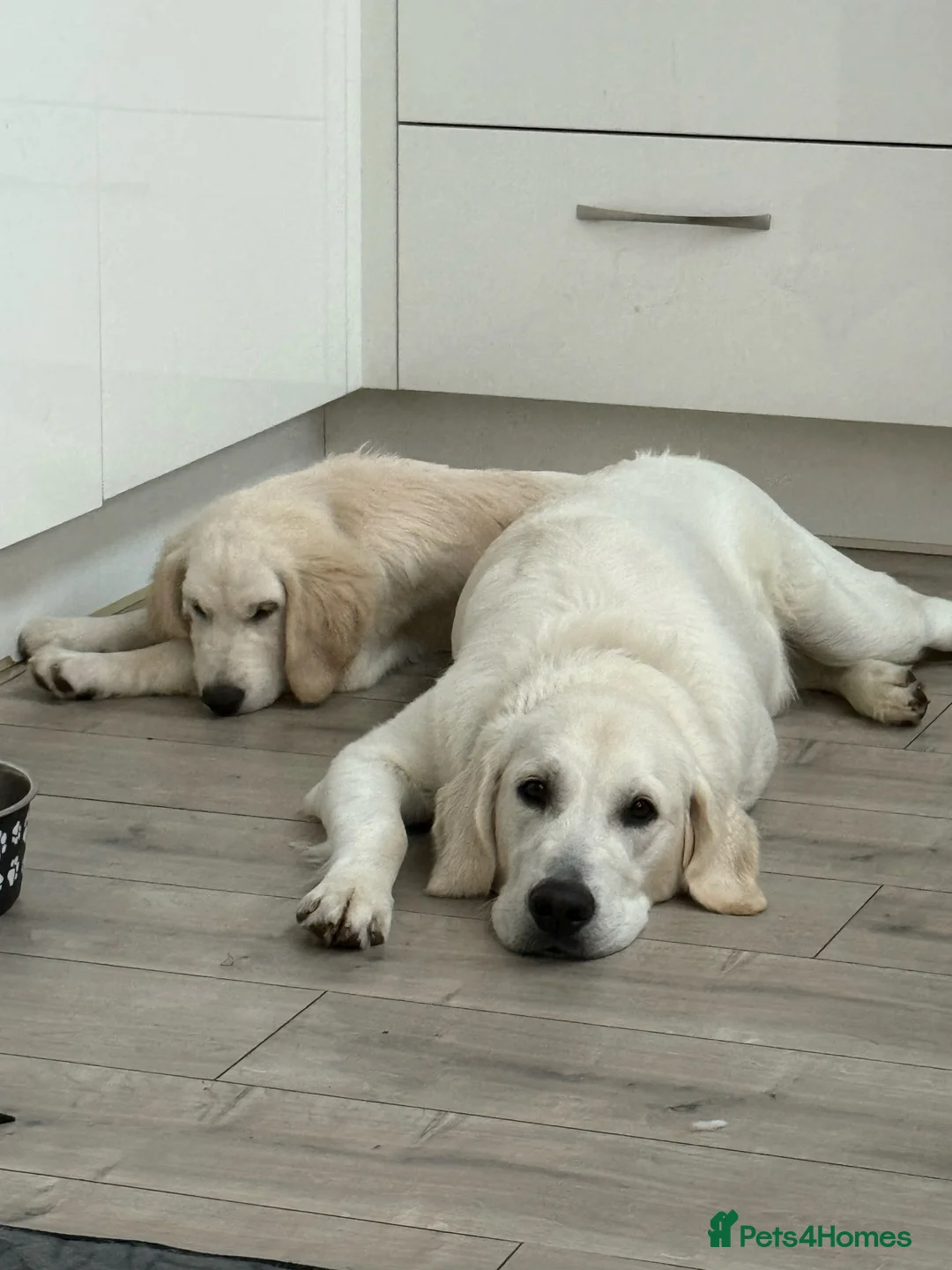 Golden Retriever dogs for sale: 2 Male golden retrievers for rehoming - Advert 1
