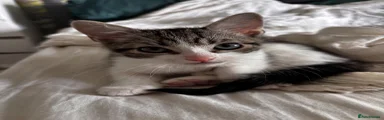 American Shorthair 1