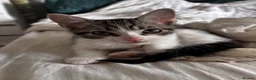 American Shorthair cats for sale: American short hairs ready to go  in Southampton - Advert 4