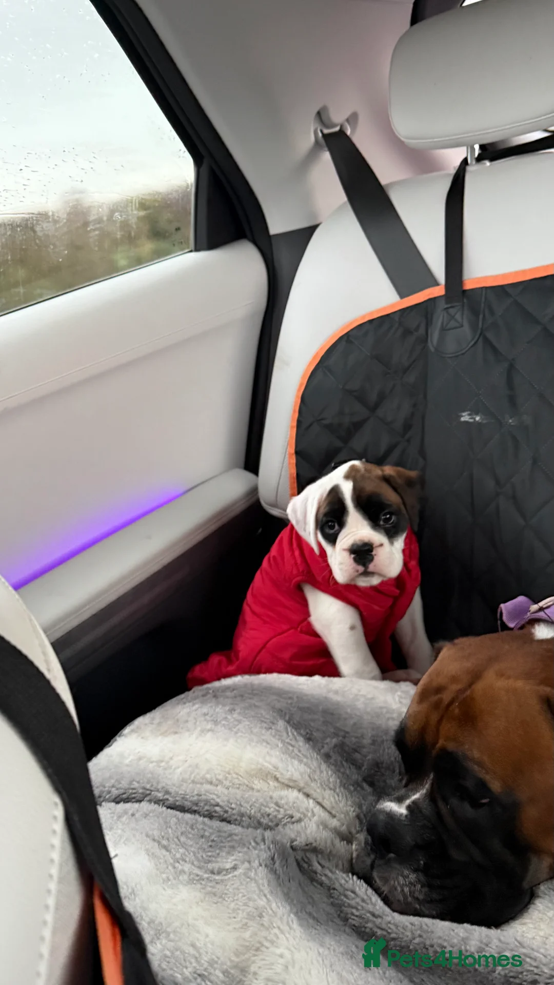 Boxer dogs for sale: Stunning White boy. - Advert 29