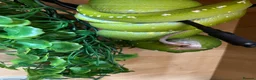 Python Snake reptiles for sale: Aru Green Tree Python For Sale - Advert 6