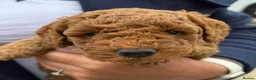 Maltipoo dogs for sale: Maltipoo pups  - Advert 2