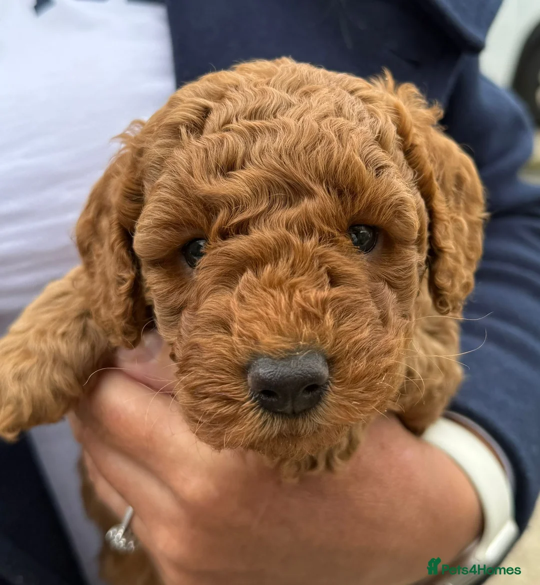 Maltipoo dogs for sale: Maltipoo pups  - Advert 2