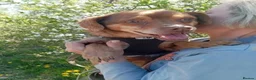 Mixed Breed dogs for adoption: 💙🐶 ALAN – LEFT BEHIND, BUT STILL RUNNING in Burton-on-Trent - Advert 13