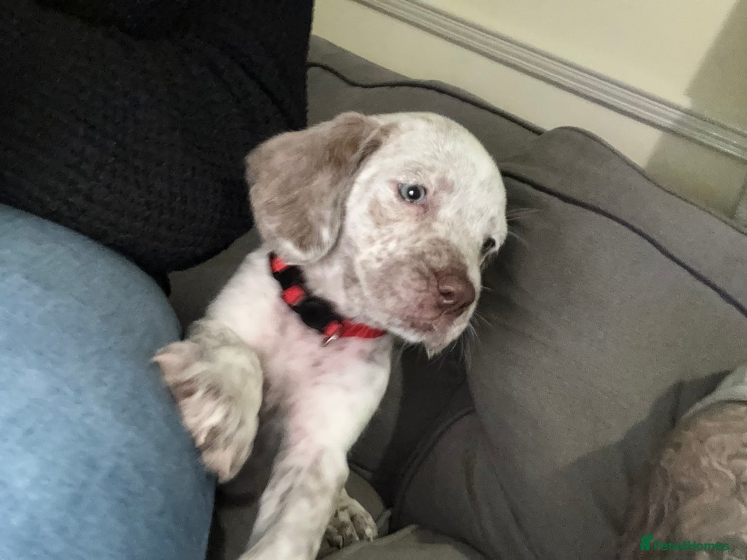 Mixed Breed dogs for sale: Litter of 9 healthy pups  - Image 28