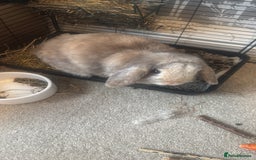 Mini Lop rabbits for sale: Mini lop rabbit - Image 4