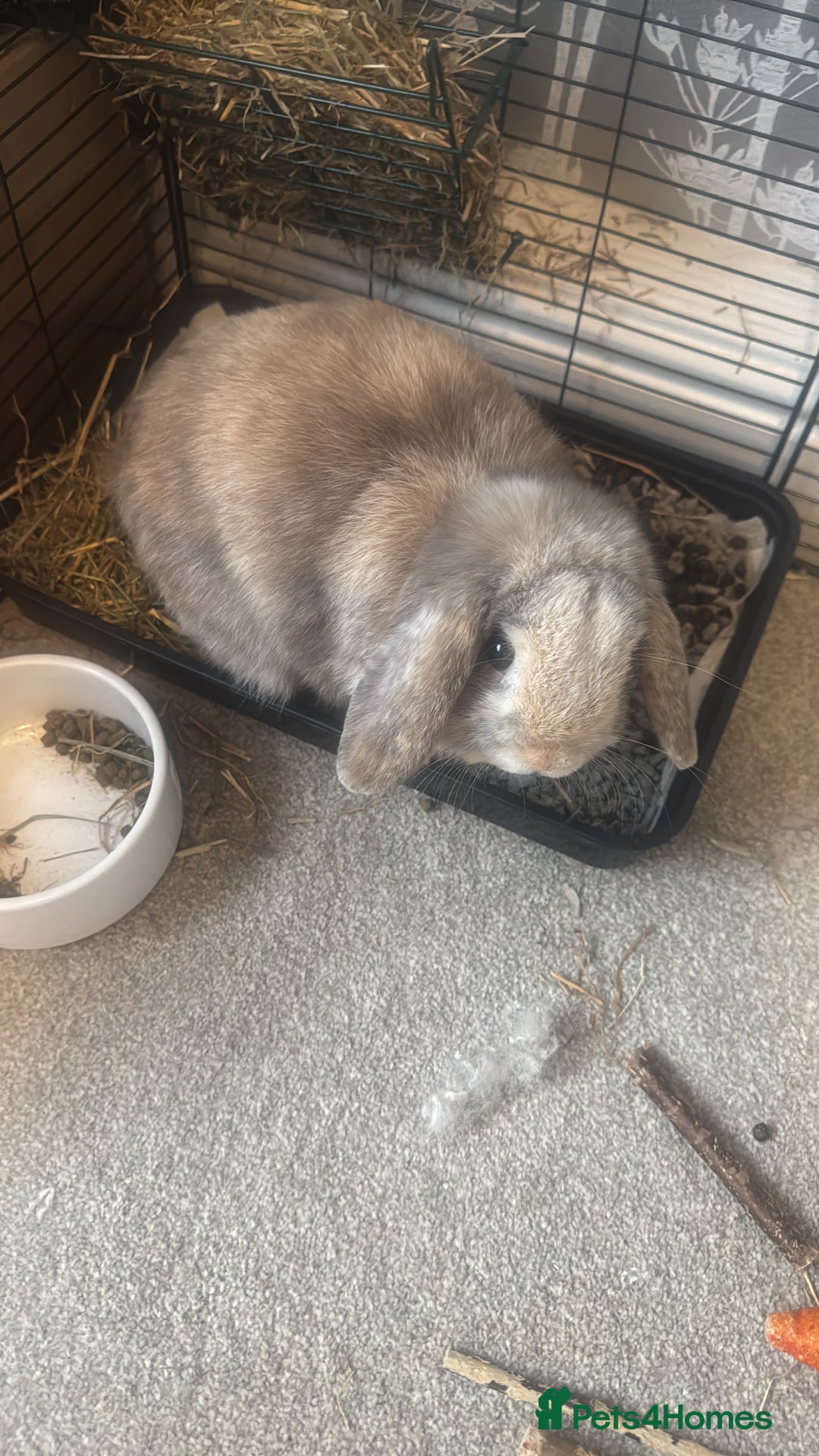 Mini Lop rabbits for sale: Mini lop rabbit - Image 4