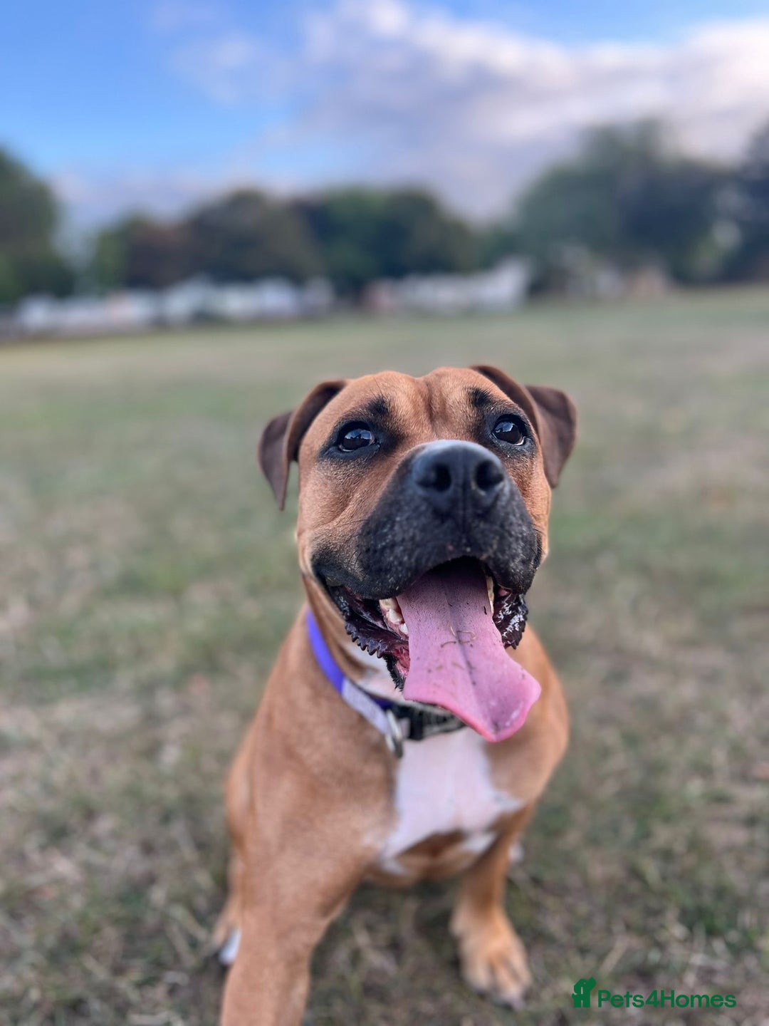 Mixed Breed dogs for sale: Scarlett  - Image 2
