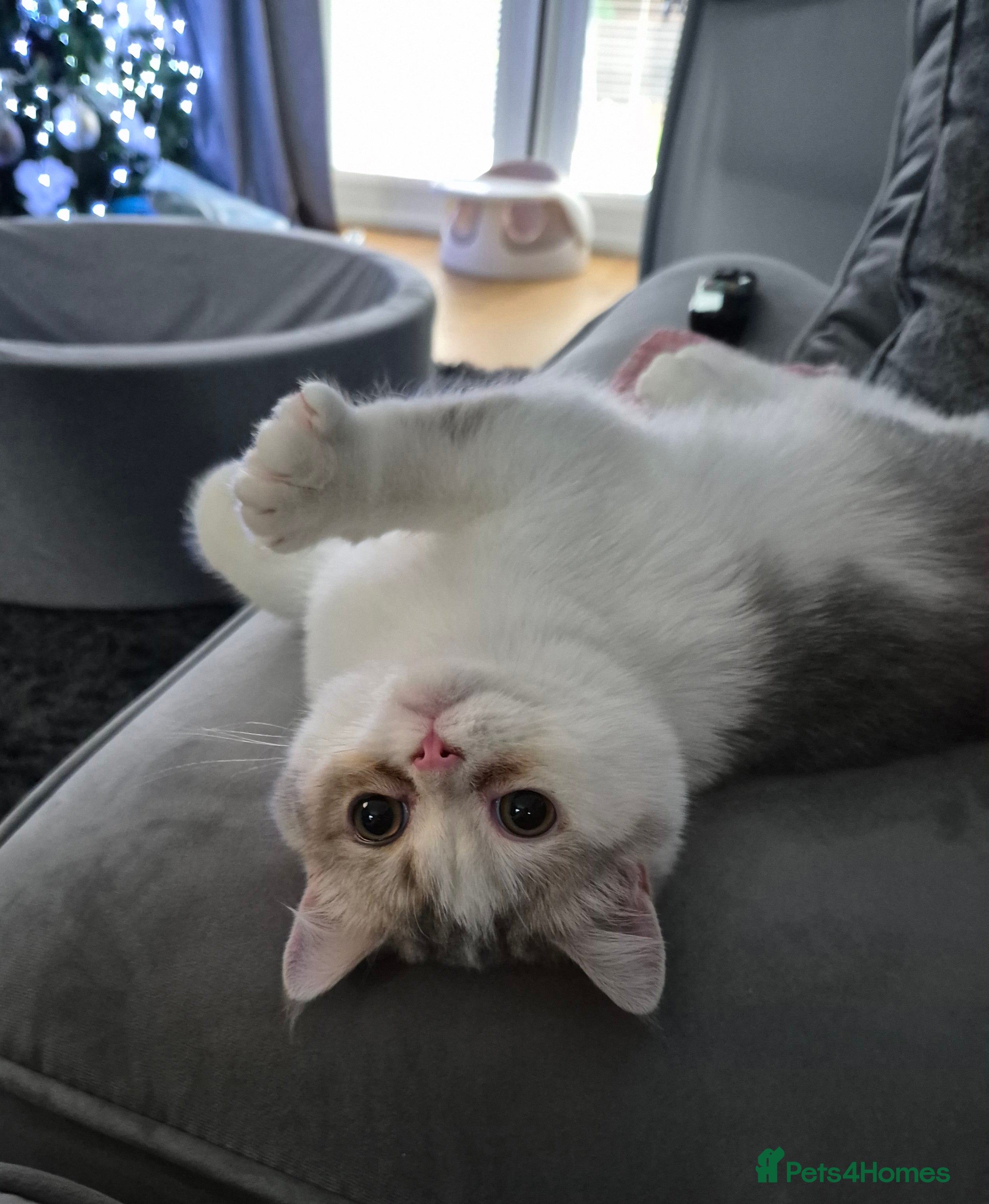 British Shorthair cats Ready now , Blue Golden and white boy  - Advert 9