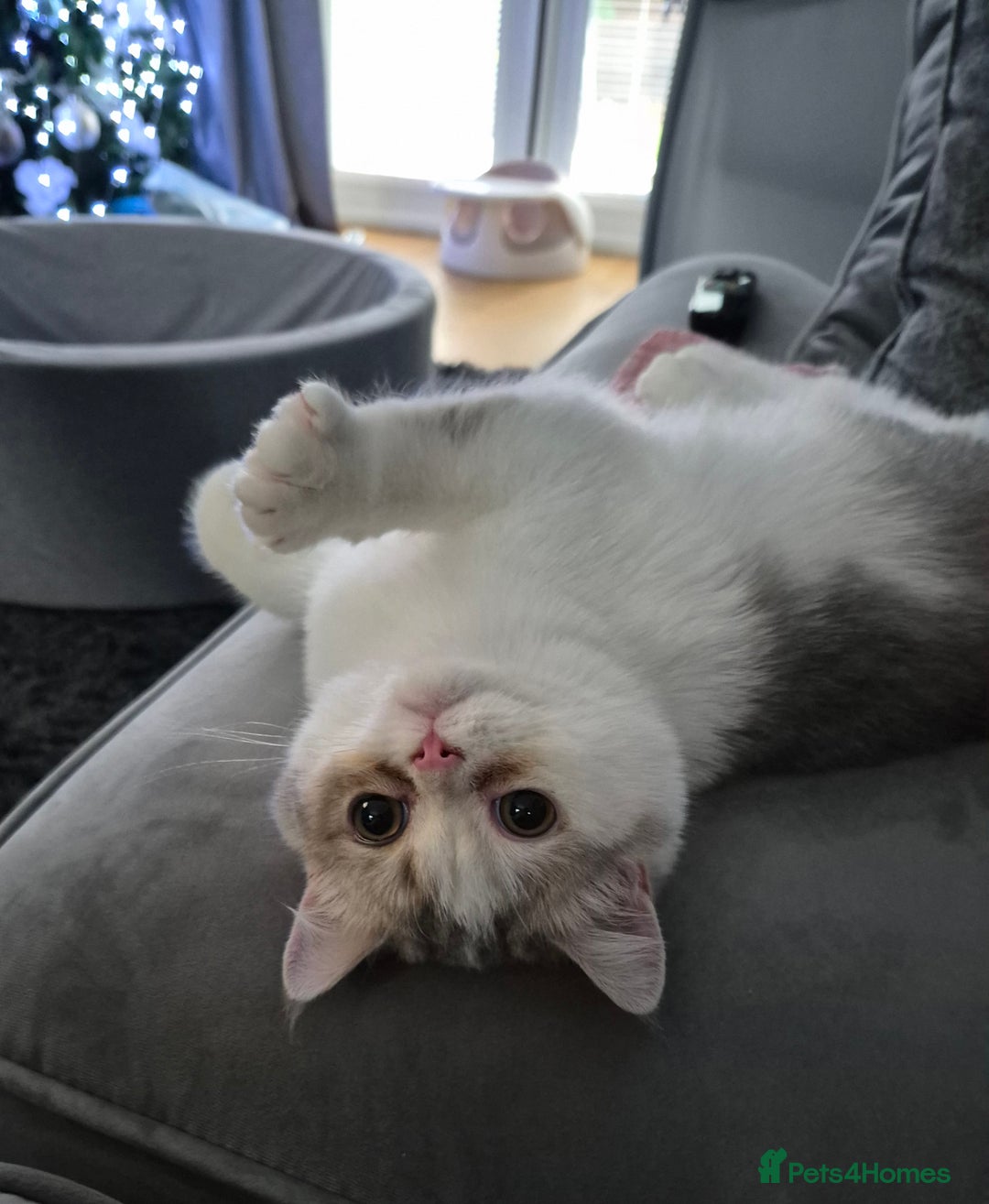 British Shorthair cats for sale: Ready now , Blue Golden and white boy  - Advert 1